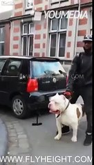 Il pitbull più grosso del mondo