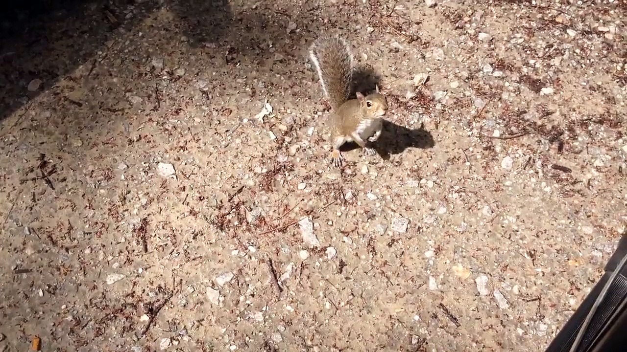 Ardilla curiosa