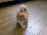 Komik Video Çok komik ve tatlı kedi ☆ Komedi ve Eğlence izle (video)  ツ
