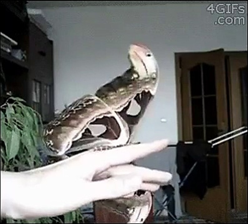 Awesome Butterfly