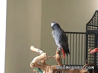 parrot whistles famous song