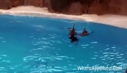 Smart Dolphins  Amazing Stuns In Pool(whatsappclubs.com)