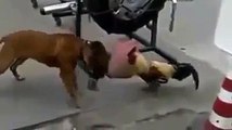 Komik Video Horoz köpeğe kafa tutuyor ☆ Komedi ve Eğlence izle (video)  ツ