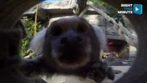 Marvelous Mammal Marmoset Munches on Mealworms