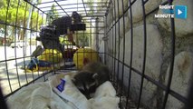 Rescued Raccoon Saved From Wash After Being Orphaned