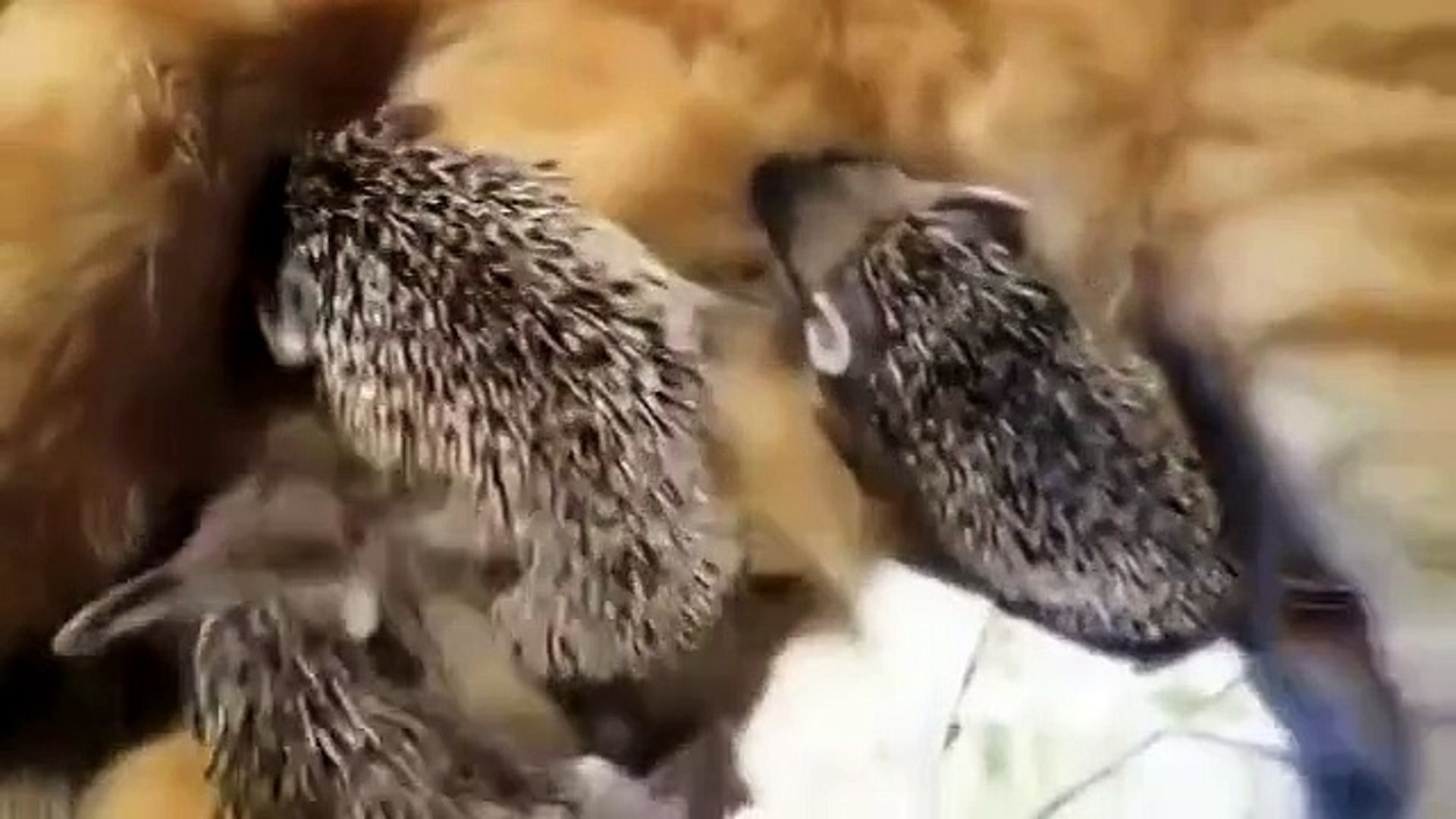Кошка и ежата. Просто класс!!