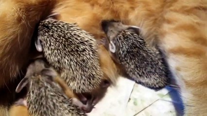 Кошка кормит маленьких ежей!