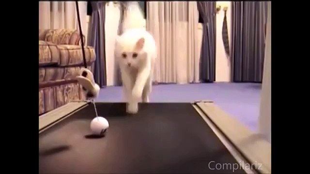 Кошки на беговой дорожке!