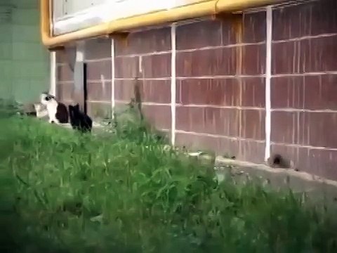 Крыса против стаи котов. Хит ютуба!!!