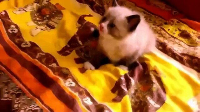 Напугали котенка пылесосом!