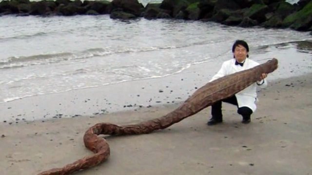УЖАС!!! Неизвестное Существо нашли на берегу реки в Японии!