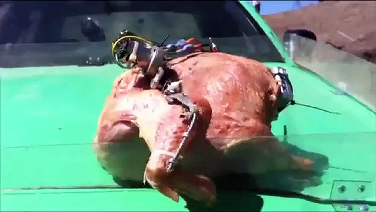 Robo Turkey