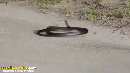 Adana Merkez Patlıyor Herkes - Yılan Versiyon