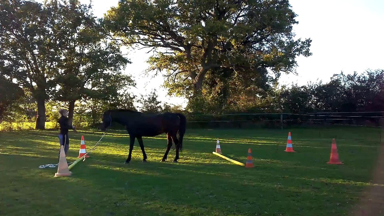 Equifeel : Le va et vient avec Moonlight.