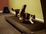 Koşu bandıyla inatlaşan kediler  -) ☆ Komedi ve Eğlence izle (video)  ツ
