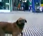 Köpeğe adres sorulurmu  ☆ Komedi ve Eğlence izle (video)  ツ