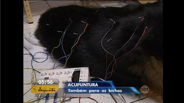 Veterinários usam acupuntura para tratar cães doentes