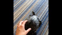 Dancing Turtle Loves To Be Pet Like A Dog