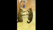 Adorable Identical Cats Play Patty Cake