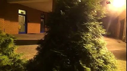 Mutant Giant Spider Dog