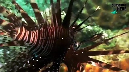 sumatra komodo land of dragons