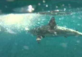 A Close Encounter With a Great White Shark