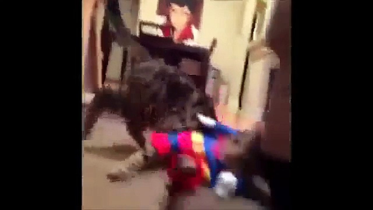 FUNNY CAST - Cute Cat Videos - Cats Funny Compilation - Funny Animals