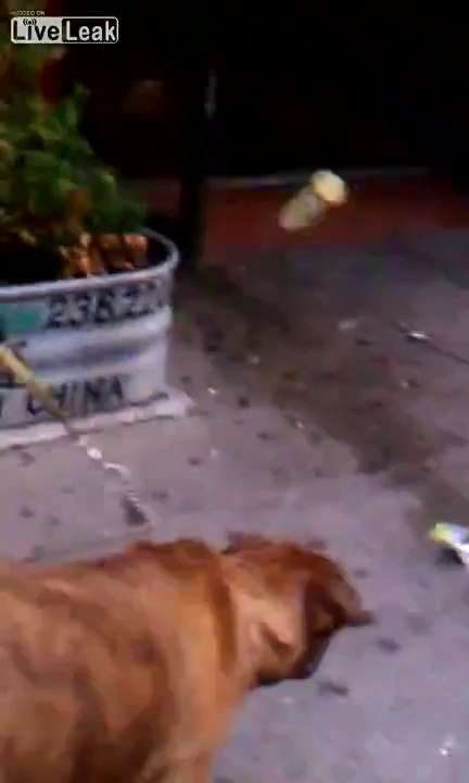 Crazy Naked Lady in Chinatown  --  Throwing Refrigerated Beverages
