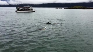 Transient Killer Whales attacking a Steller Sea Lion in Juneau, Alaska