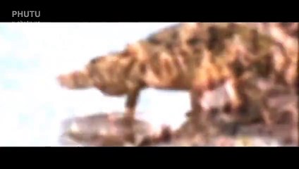 Alligator Attack Herd of Buffalo crossing the River