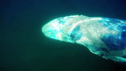 Huge Whale Swims Through a Surfer s Lineup