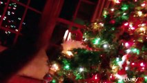 'Funny Cats Who Hate Christmas' Compilation 2015   FunnyTV