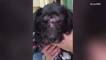 Dog dragged by car for 2 hours survives, earning the name, 'Miracle'