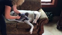 Great Dane chills out while being vacuumed