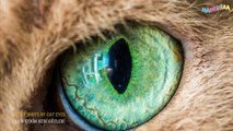 Macro shots of cat eyes - Yakın Çekim Kedi Gözleri