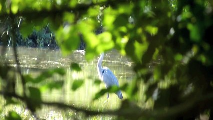 quiétude d'Automne 2015 a st Nicolas  -  720p