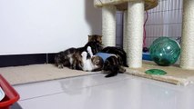 Funny Kittens playing (Cute fluffy Cats ninja tricks )