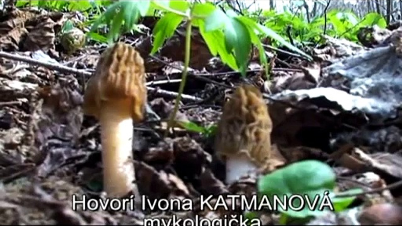 Doterajšia hubárska sezóna je nevydarená, ale hubári sa možno ešte dočkajú