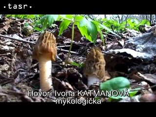 =tasr= HUBARSKA_SEZONA_MYKOLOGICKA 1.10.2015