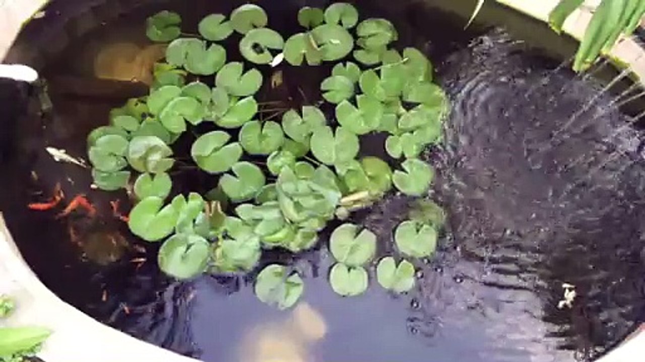 Pond
