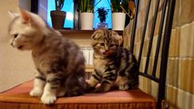 Cutest Cat Moments. Cutest Scottish Fold kitten ever
