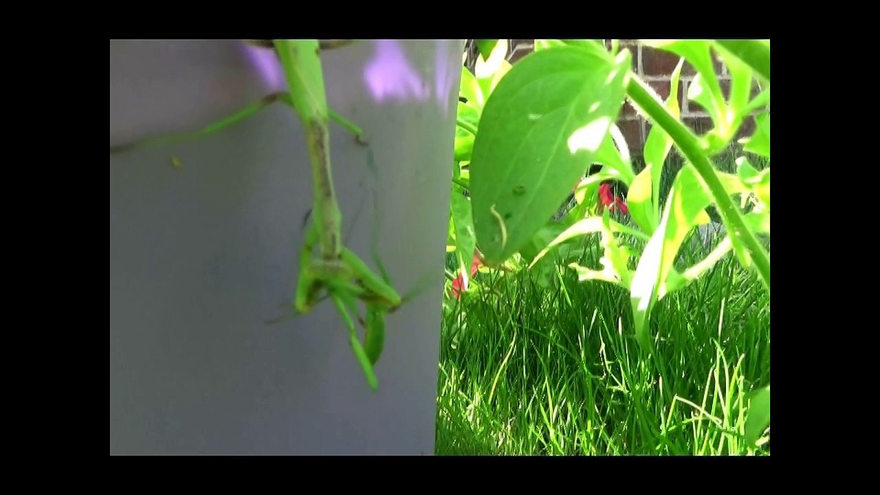 Female praying mantis bites head off mate