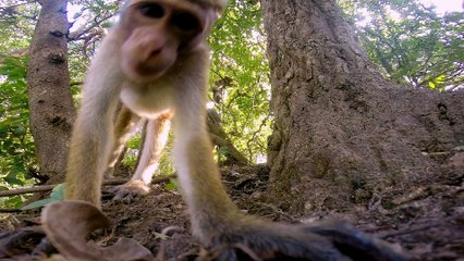 Monkey Kingdom: Music Video