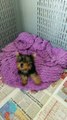 satılık sıfır numara yorkshire terrier yavruları 05414501227