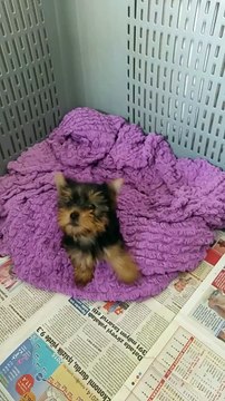 satılık sıfır numara yorkshire terrier yavruları 05414501227