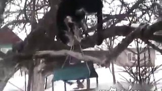 Ninja cat robs a bird feeder