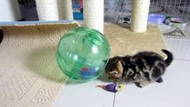 Funny cats. Cutest fluffy Kittens and spacecraft ( Kitten in Hamster Ball )