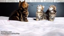Funny Cats hunters. How to catch something