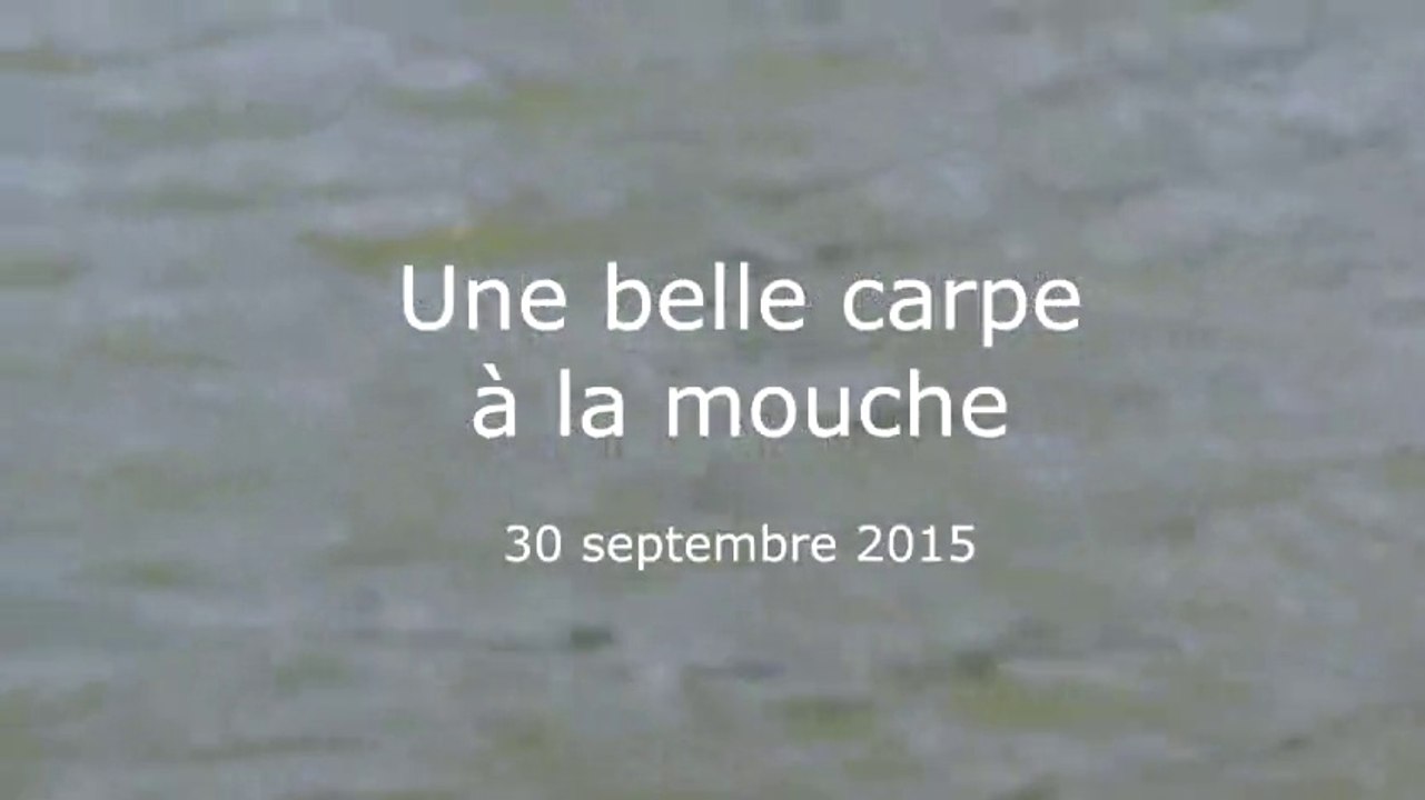 Une belle carpe à la mouche - Septembre 2015