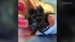 Two Headed Turtle Born At US Farm